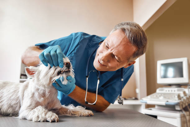  Redmond, WA Emergency Dentist Pros